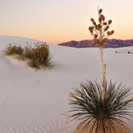 deserto e fiore