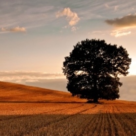albero e grano