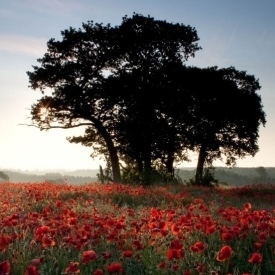 alberi e papaveri